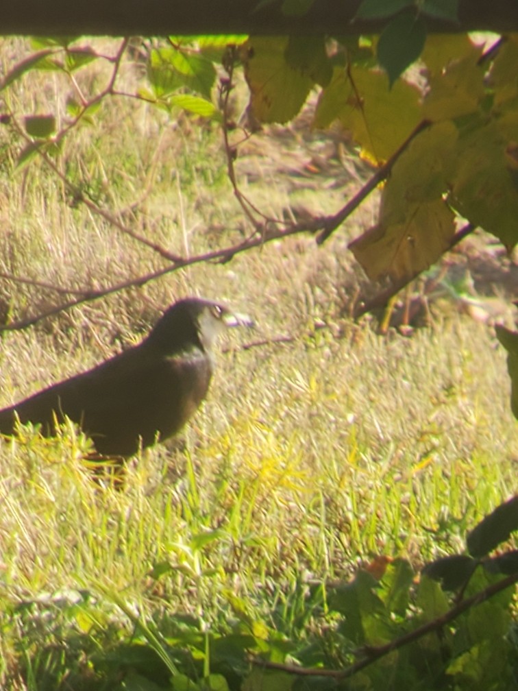 Common Grackle - ML644831602