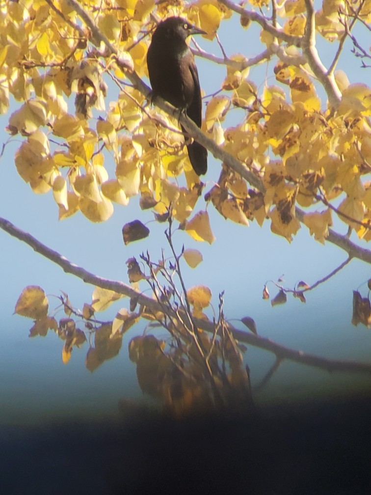 Common Grackle - ML644831603