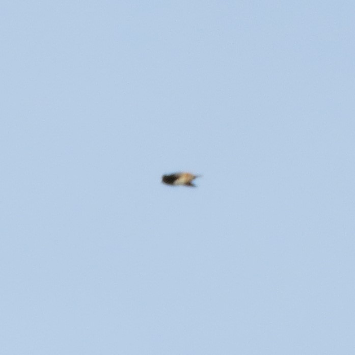 Cave Swallow - ML644831607