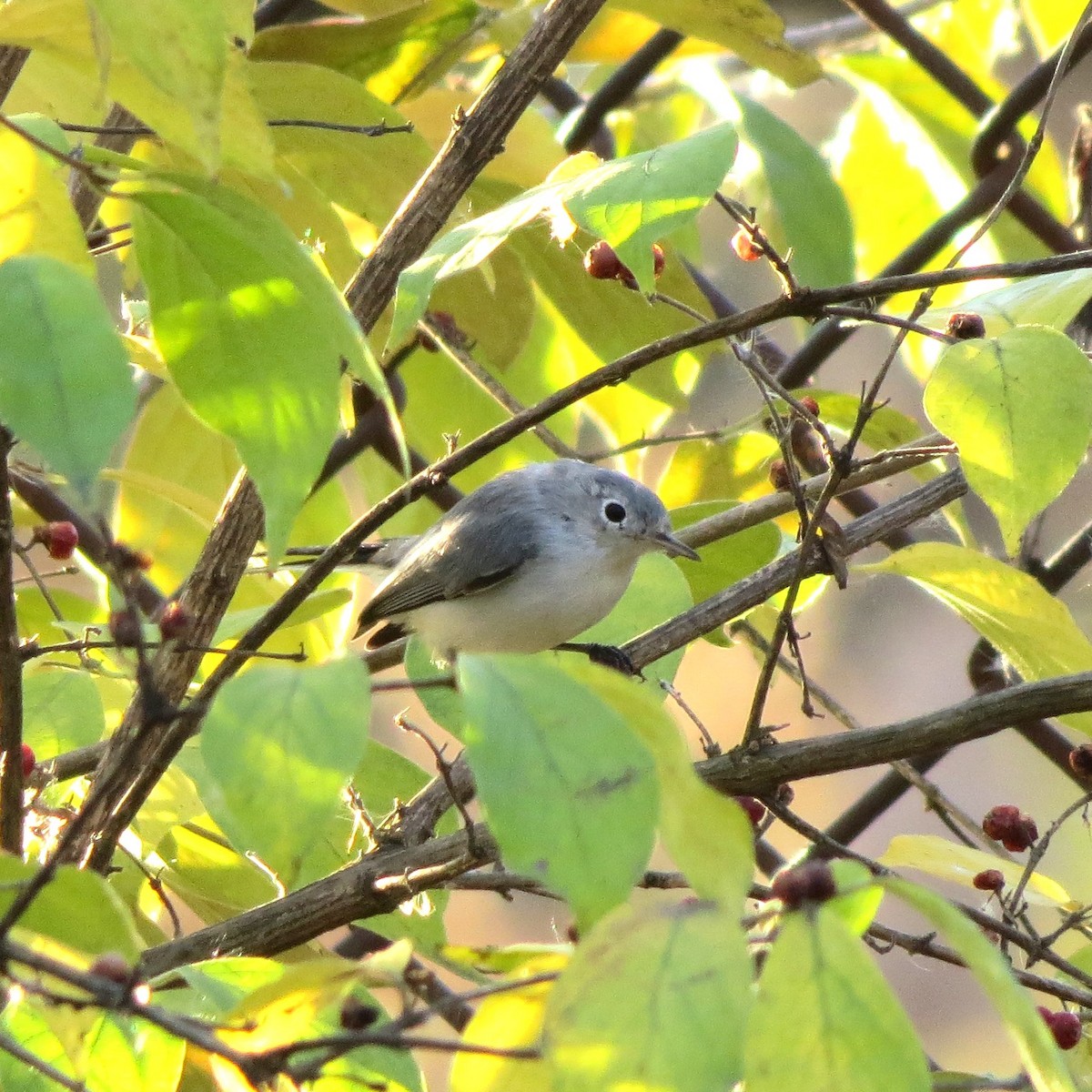 Blue-gray Gnatcatcher - ML644831611