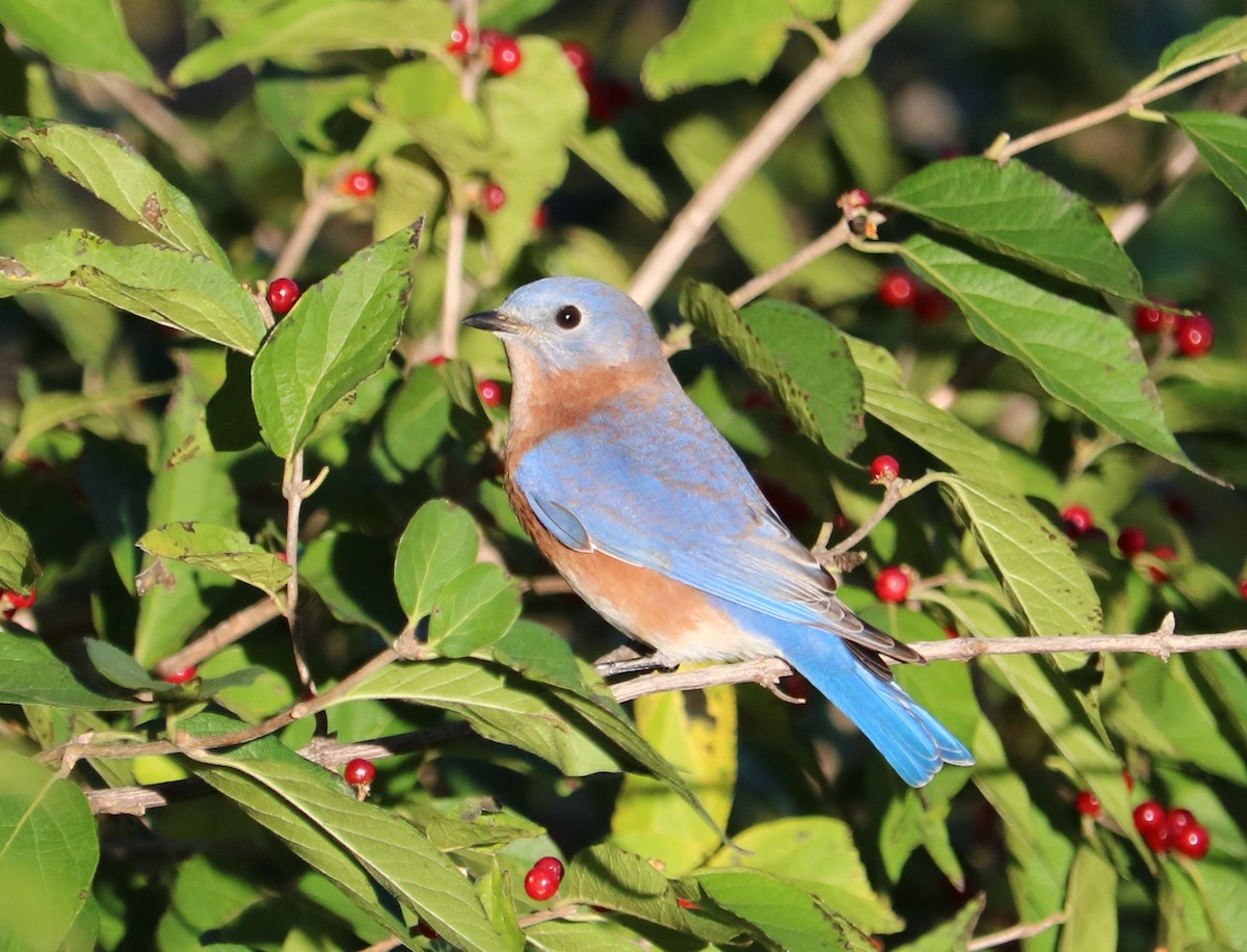 Блакитник східний - ML644831612