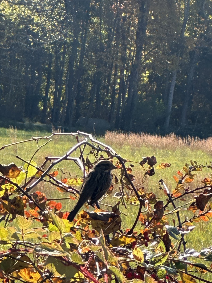 Song Sparrow - ML644831614