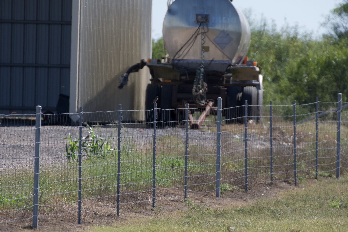 Say's Phoebe - ML644831617