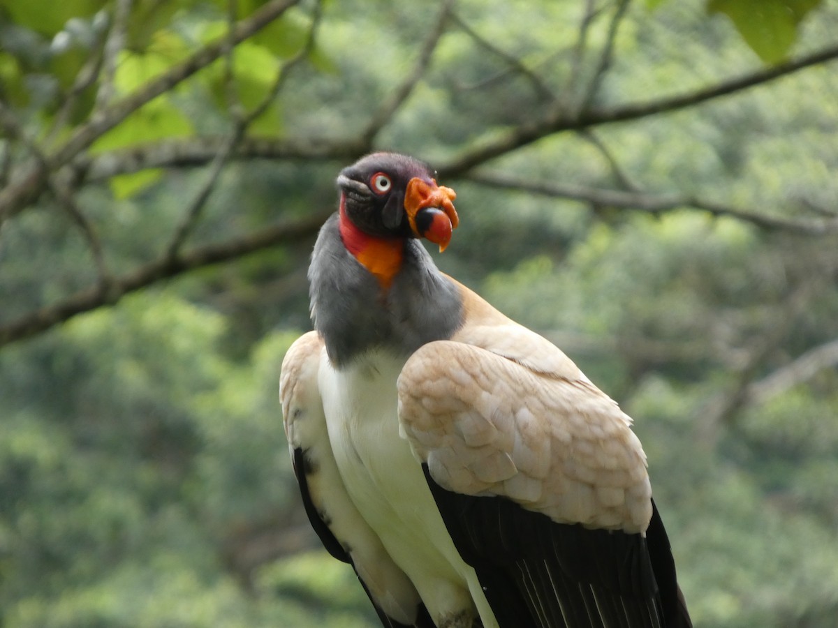 King Vulture - ML644831624