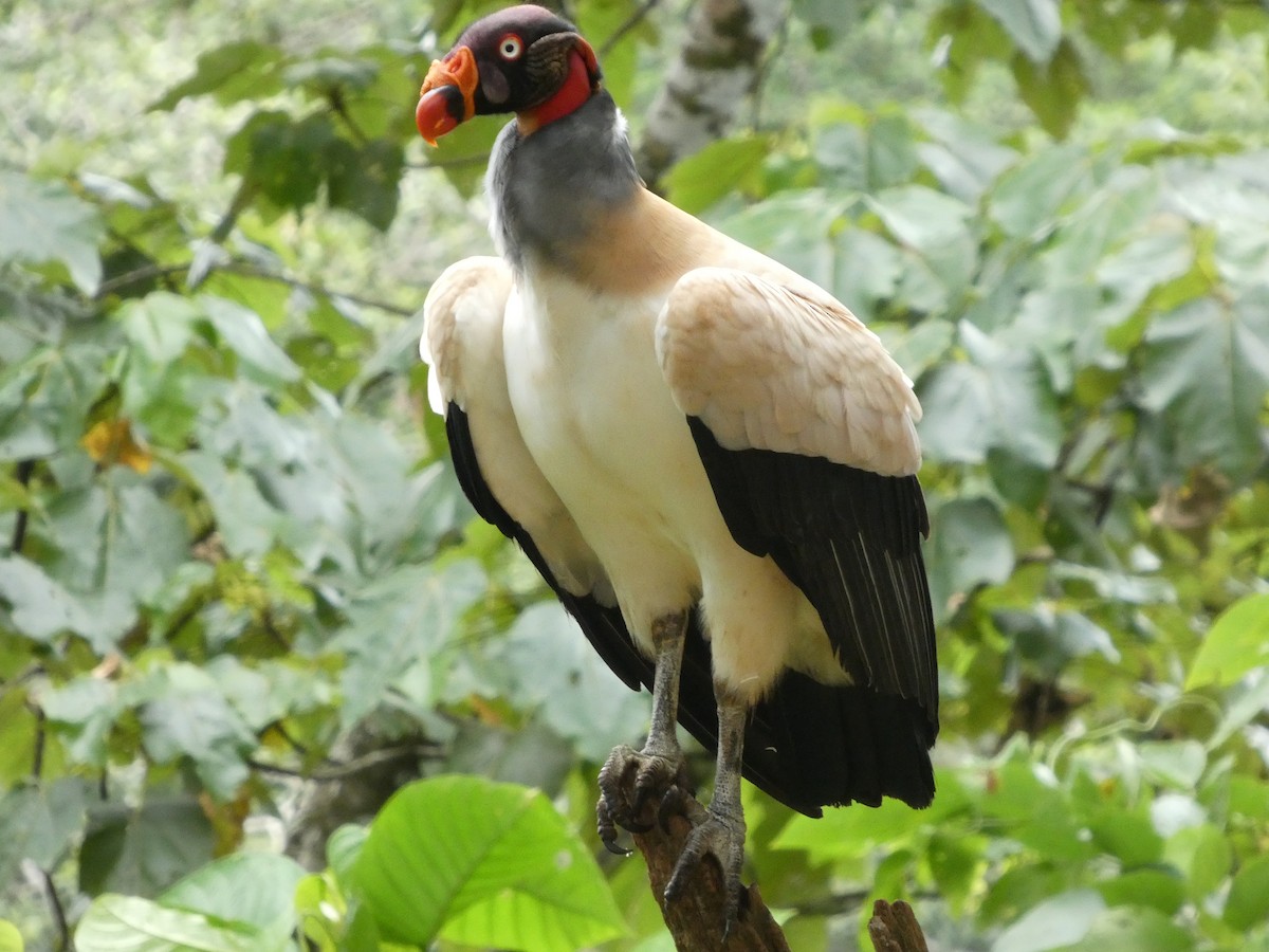 King Vulture - ML644831625