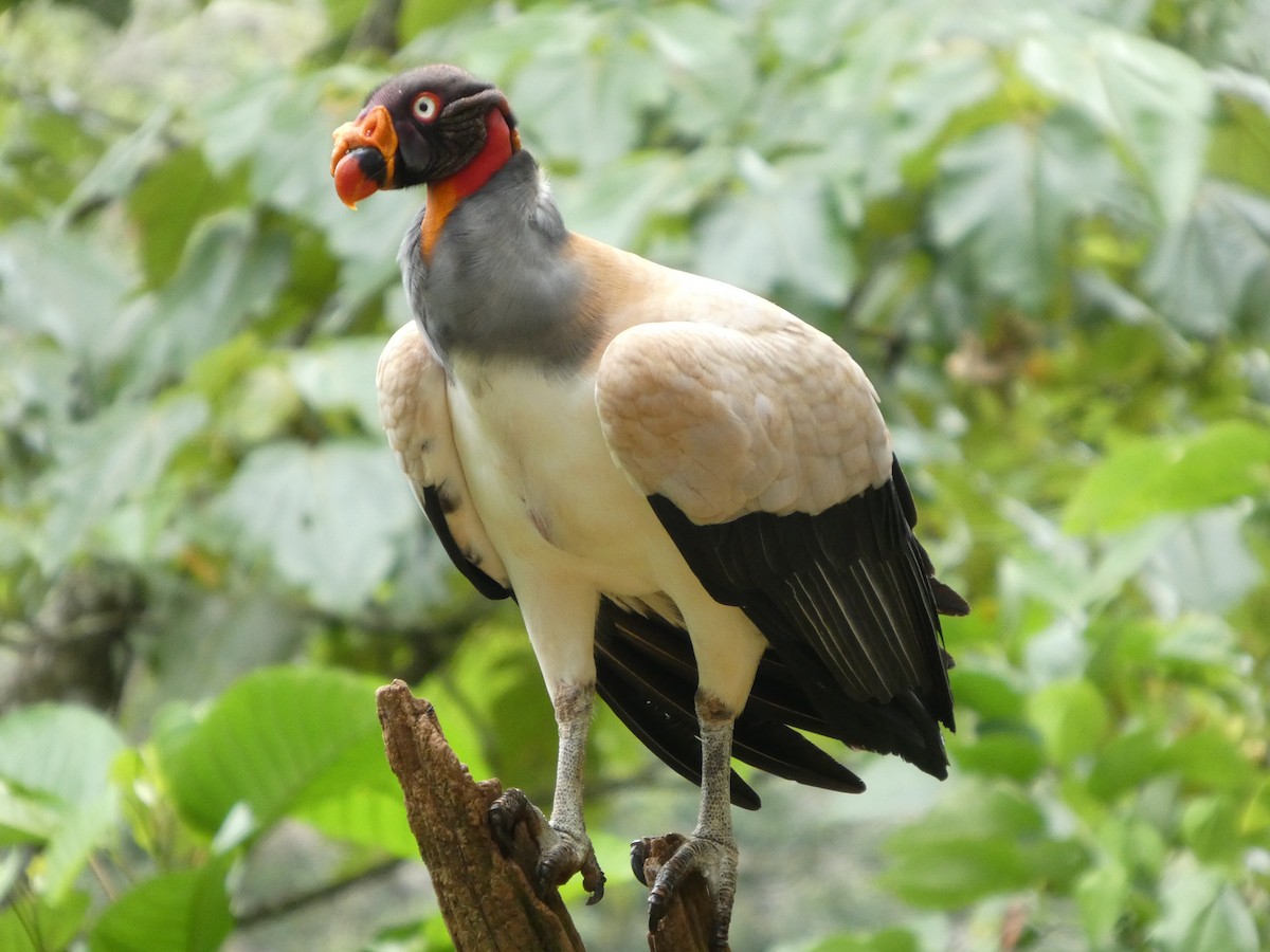 King Vulture - ML644831626