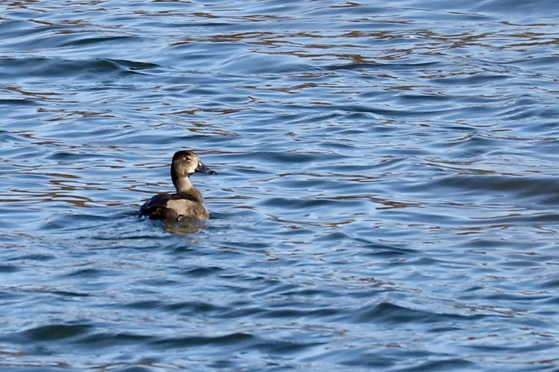 Американская савка - ML644831628