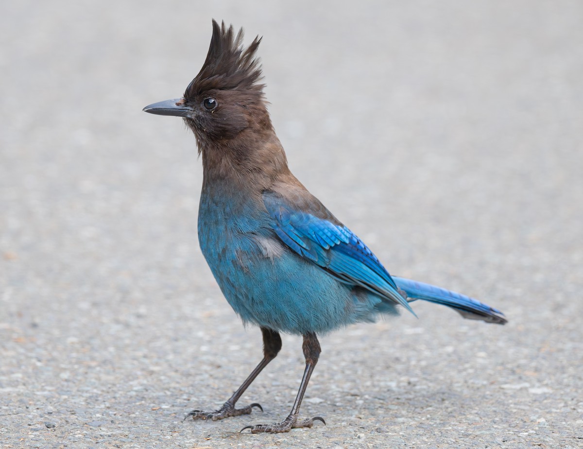 Chara de Steller - ML644831633