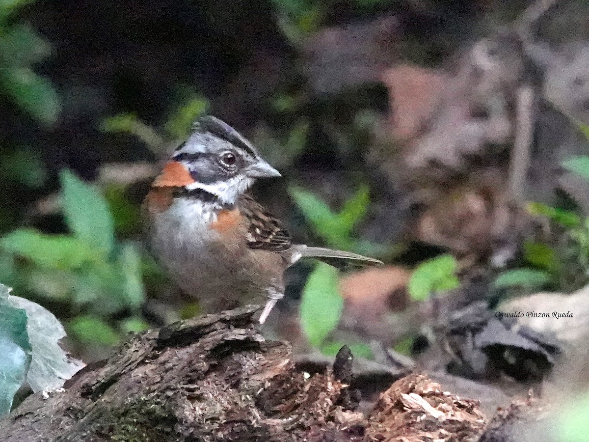 Morgenammer - ML644831646