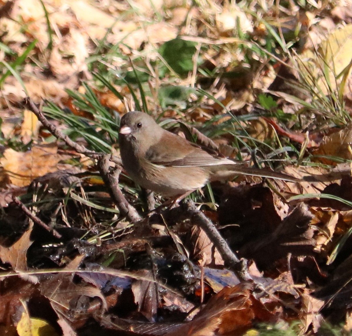 Dark-eyed Junco - ML644831648