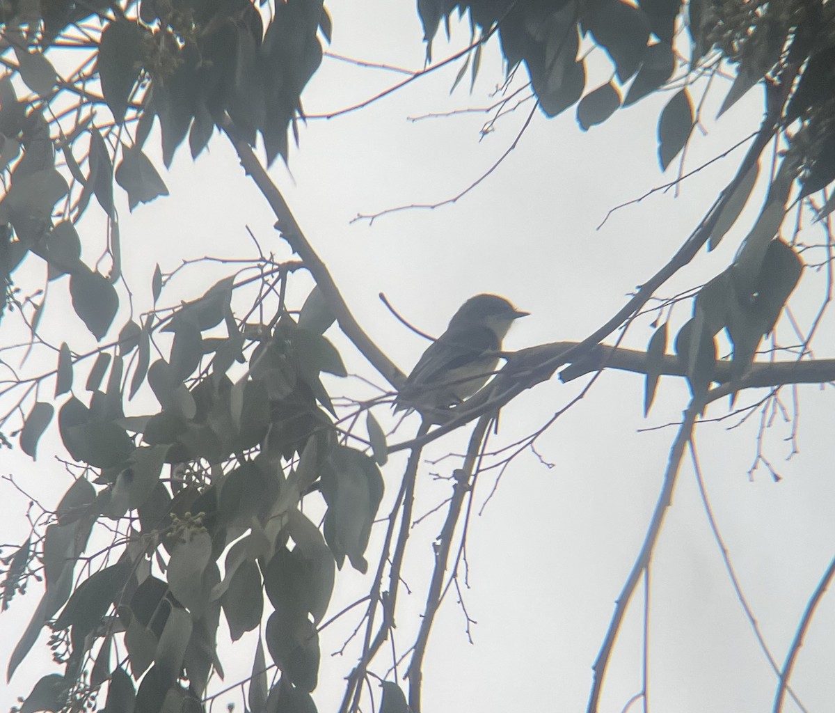 Eastern Phoebe - ML644831653