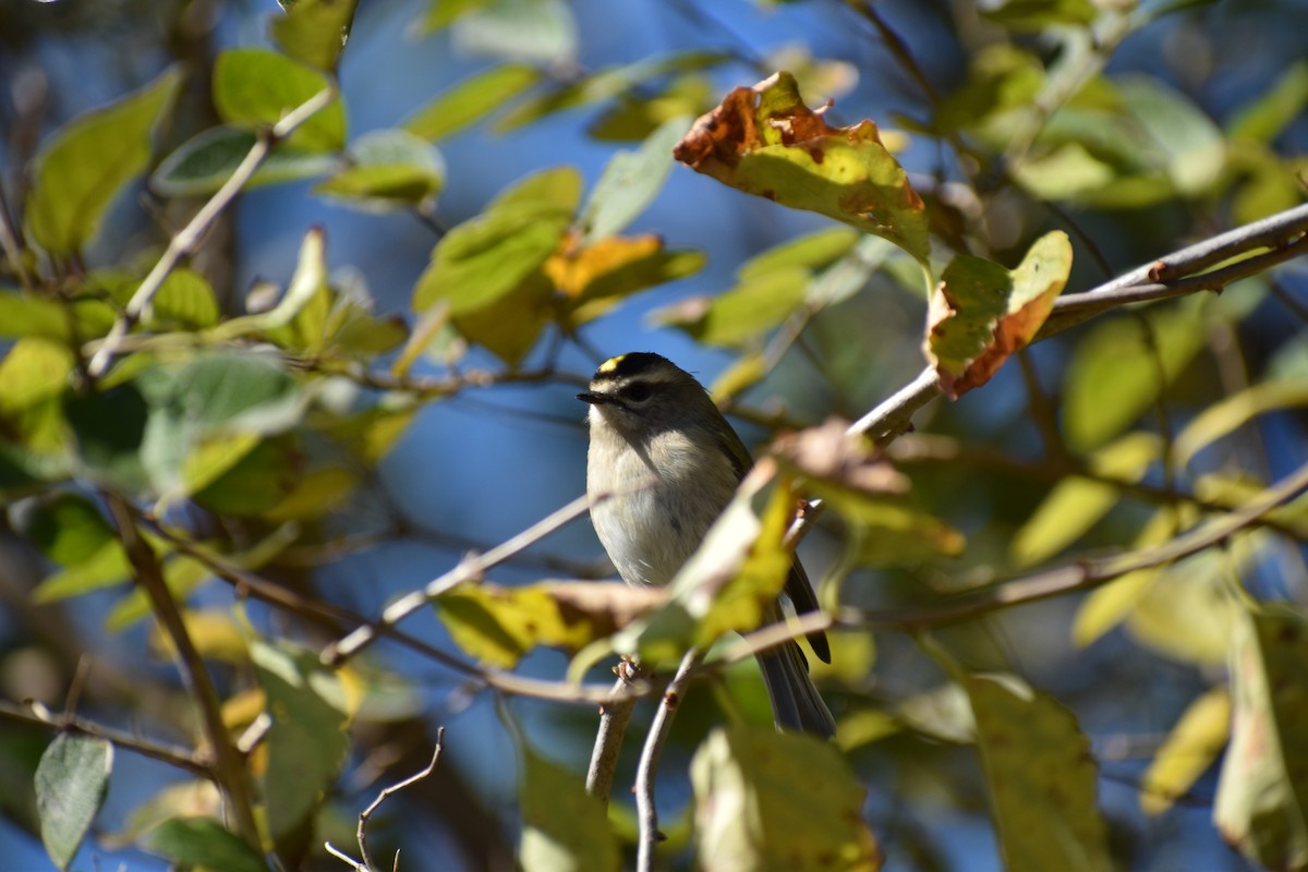 Golden-crowned Kinglet - ML644831658