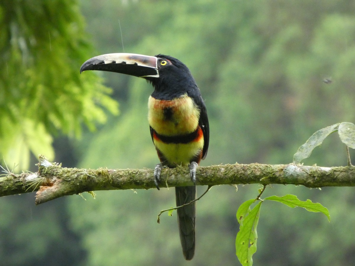 Collared Aracari - ML644831674