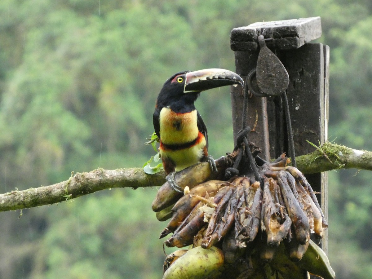 Collared Aracari - ML644831675