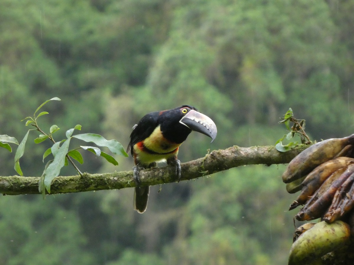 Collared Aracari - ML644831676