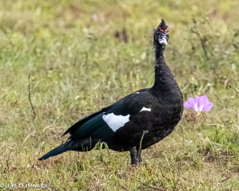 pižmovka americká - ML644831677