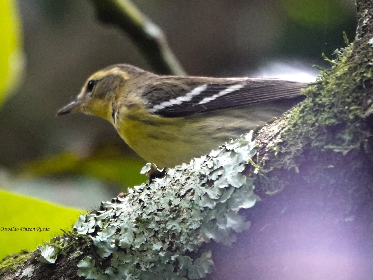 Blackburnian Warbler - ML644831680