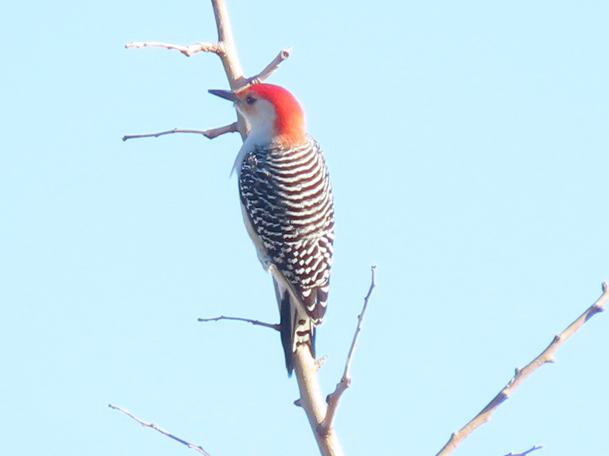 Carolinaspecht - ML644831683