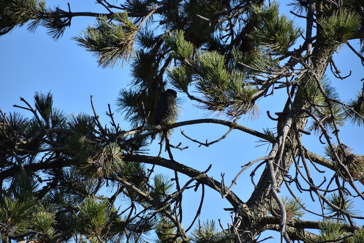 Merlin - ML644831684