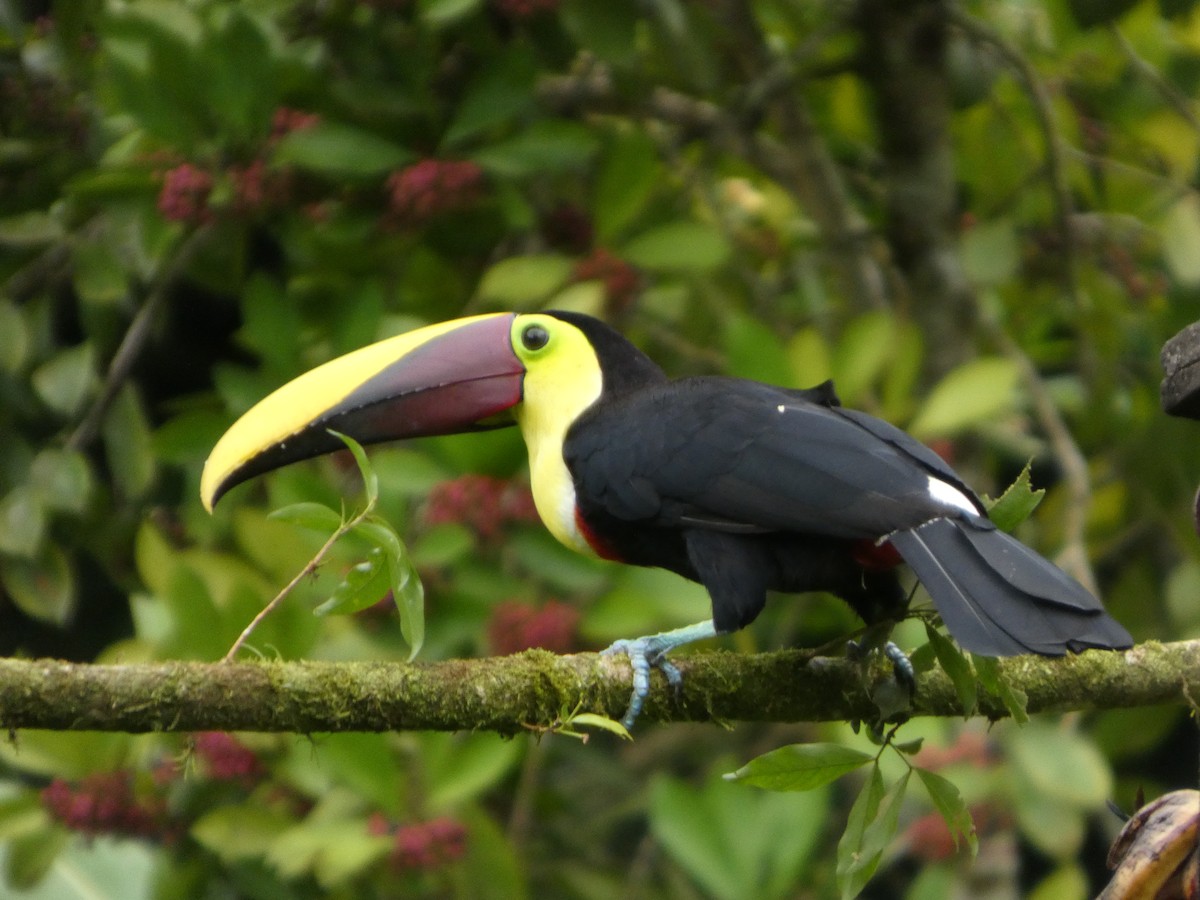 Yellow-throated Toucan - ML644831686