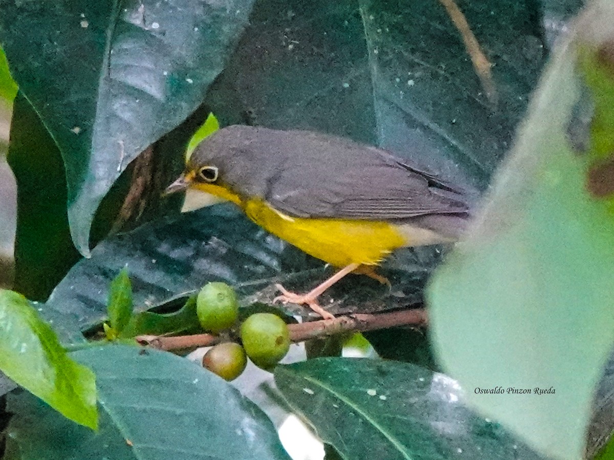 Paruline du Canada - ML644831687