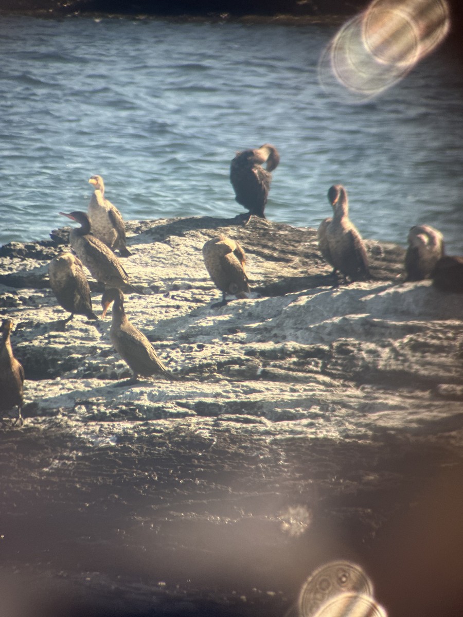 Double-crested Cormorant - ML644831701