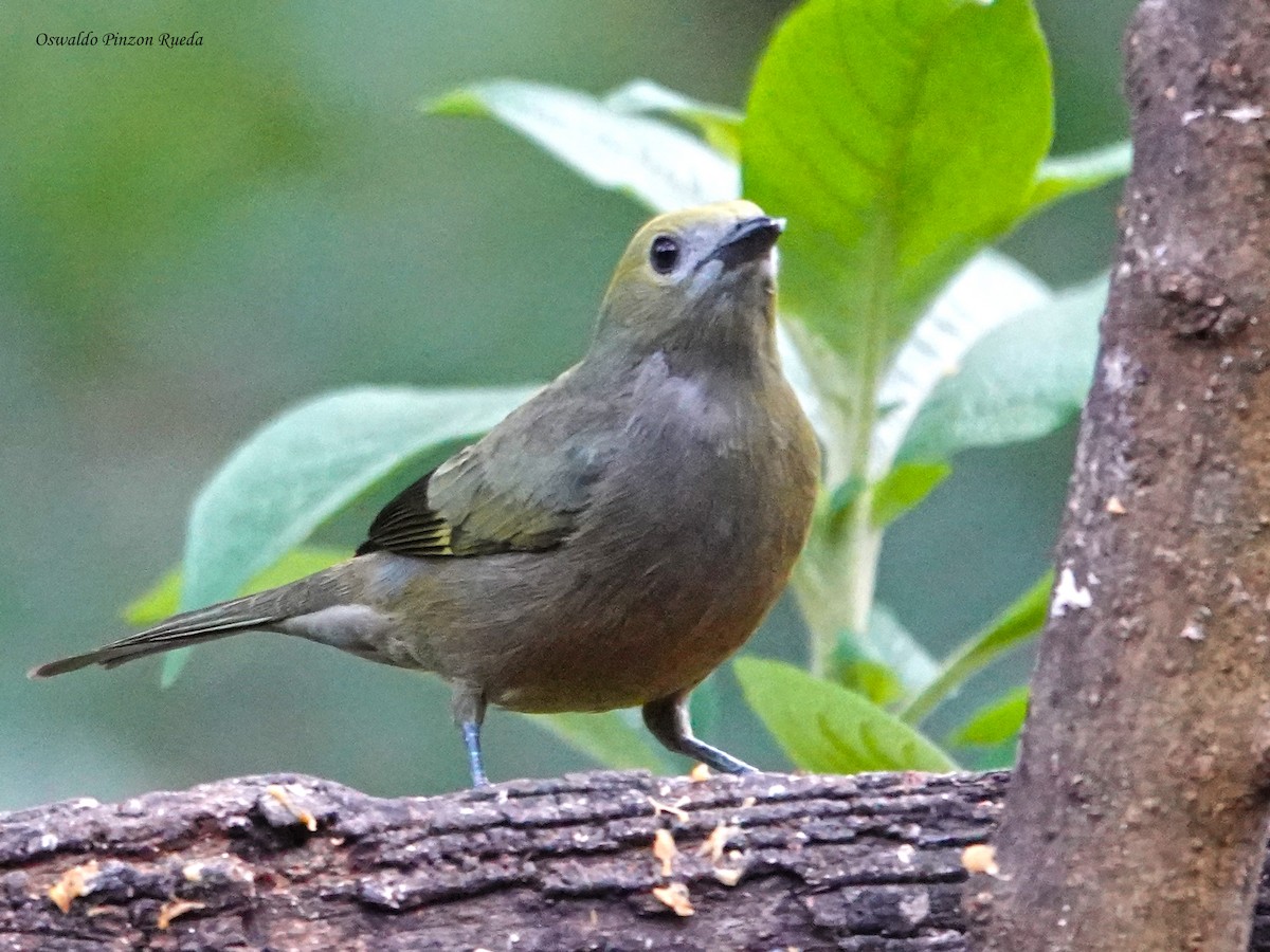 Tangara des palmiers - ML644831715