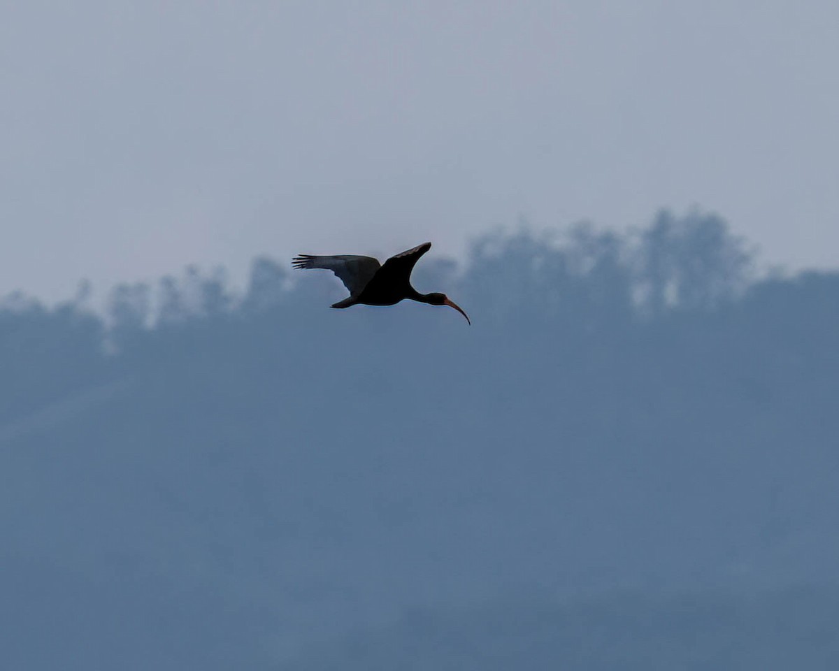 Ibis Afeitado - ML644831726