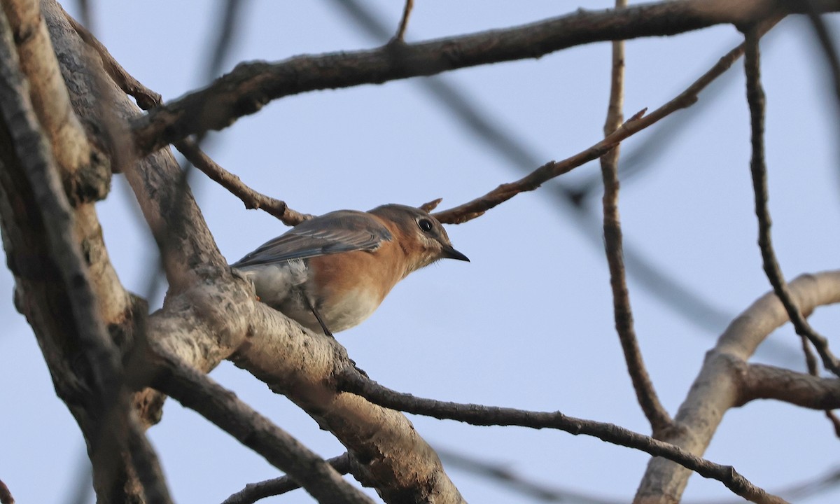 Блакитник східний - ML644831733