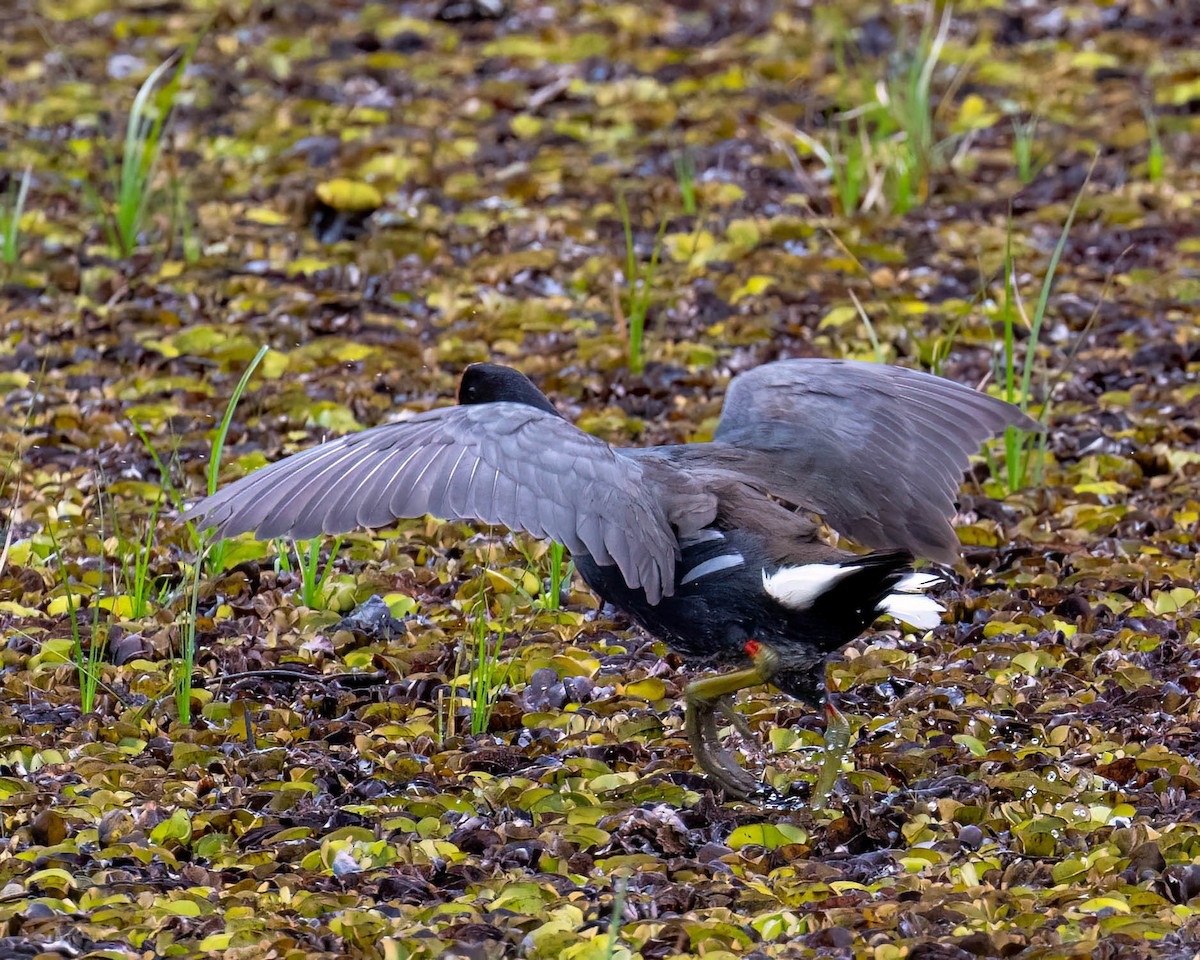 Common Gallinule - ML644831735
