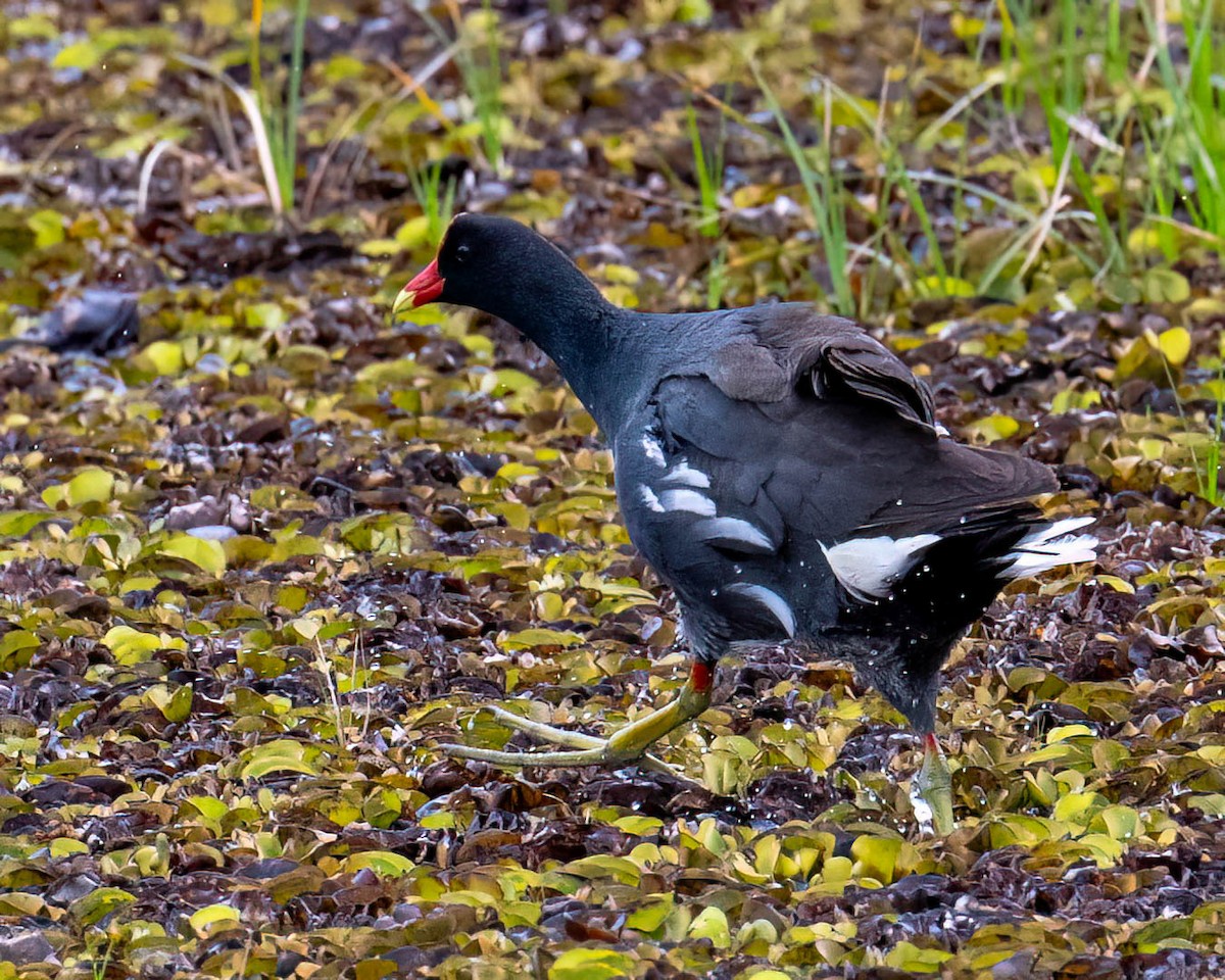 Common Gallinule - ML644831736