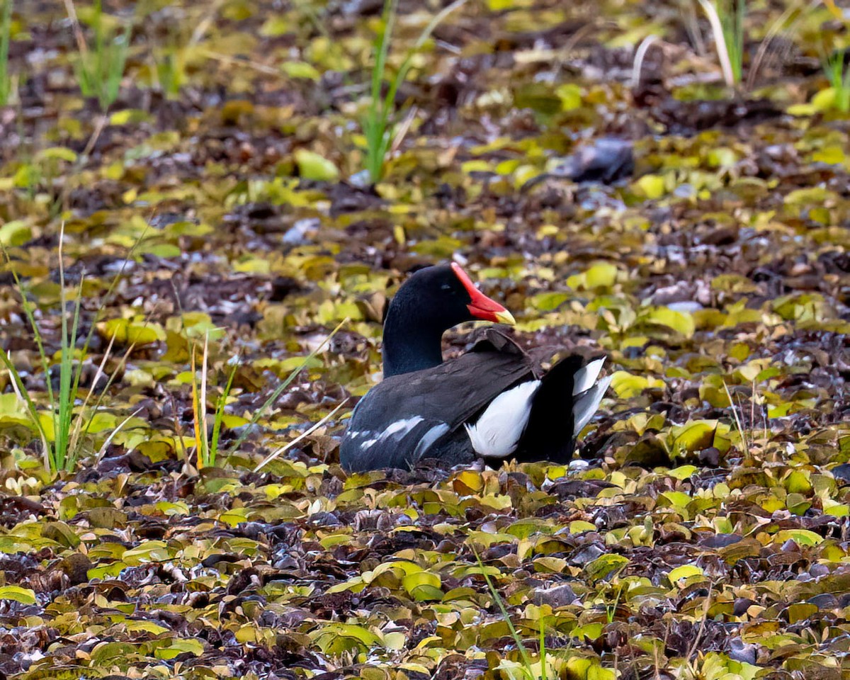 Common Gallinule - ML644831737