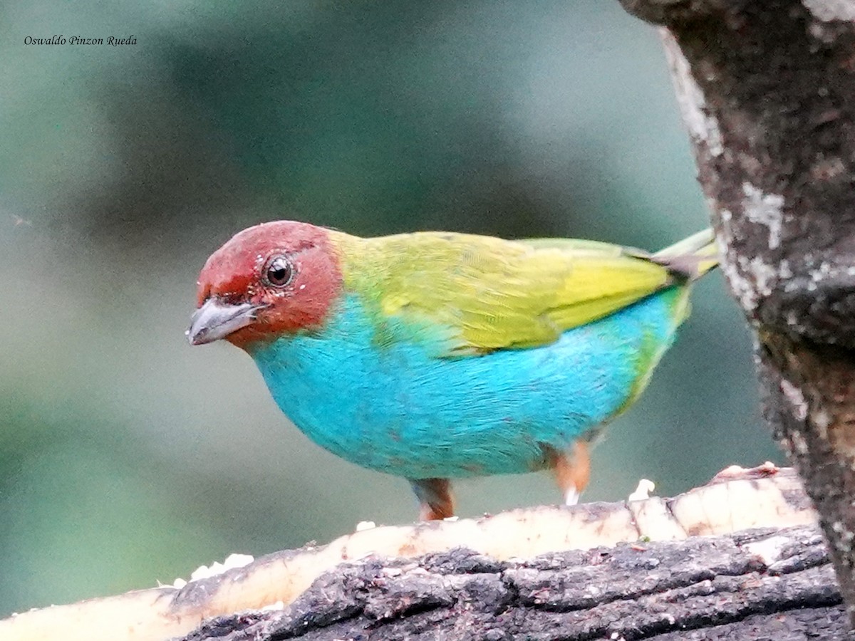 Tangara Cabecibaya - ML644831738