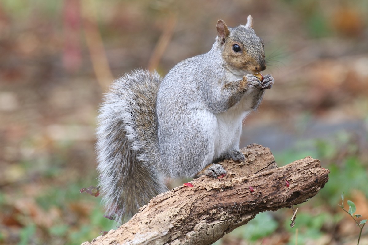 Animals - ML644831739