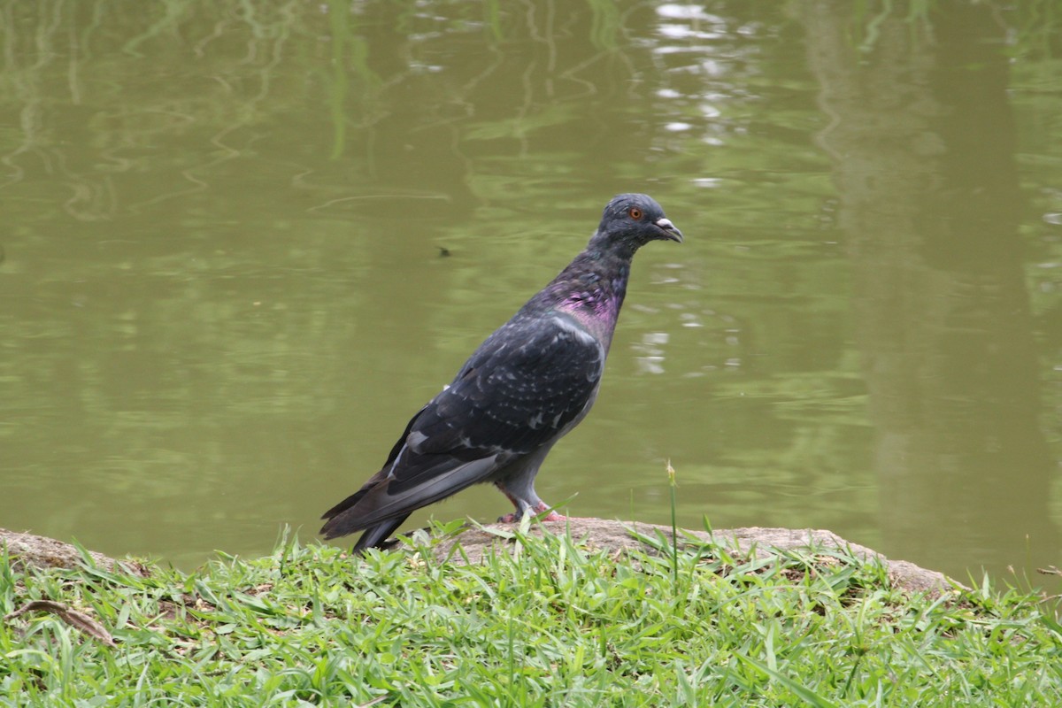 カワラバト（ドバト、家畜型） - ML644831741