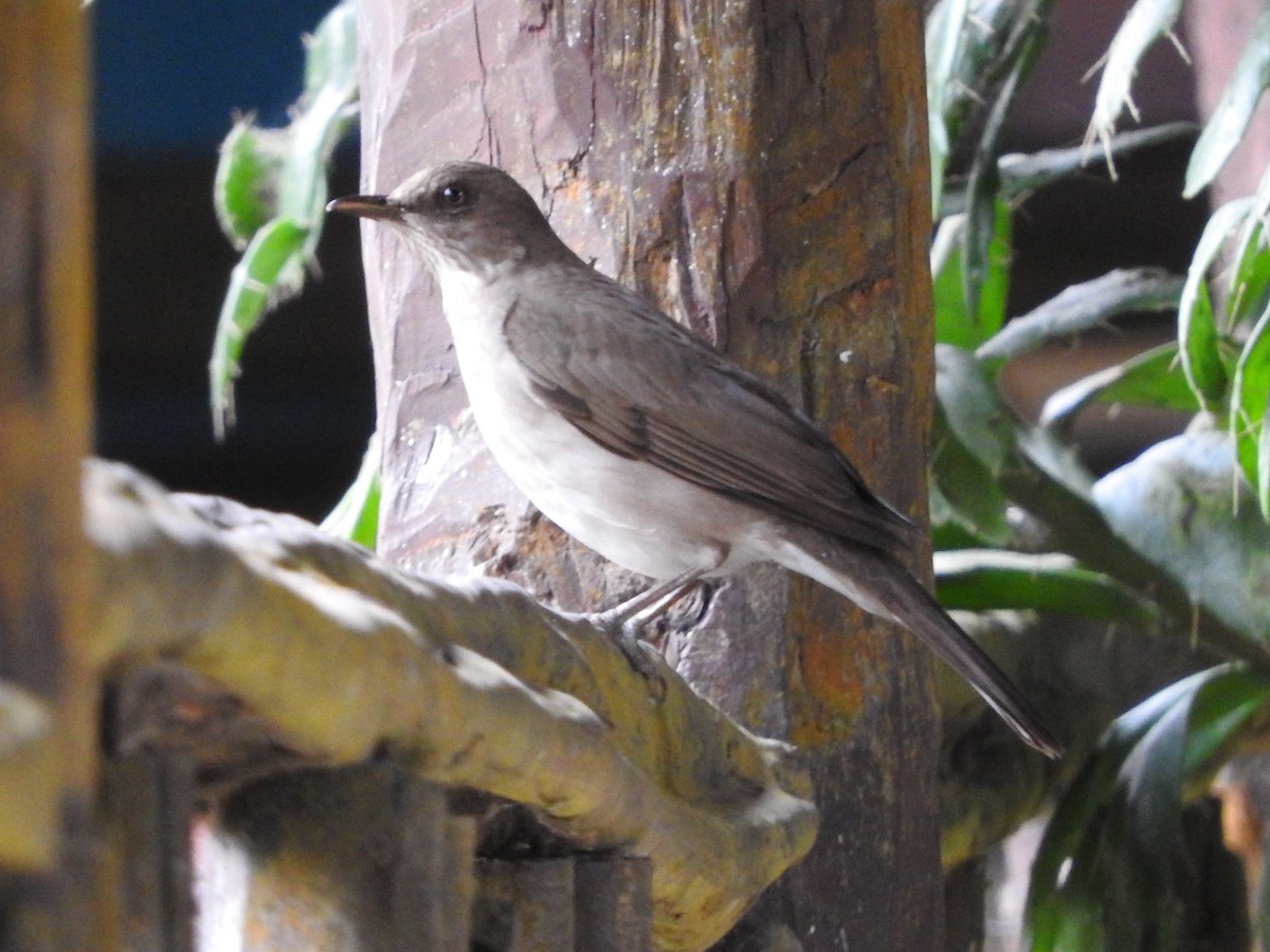 drozd černozobý - ML644831745