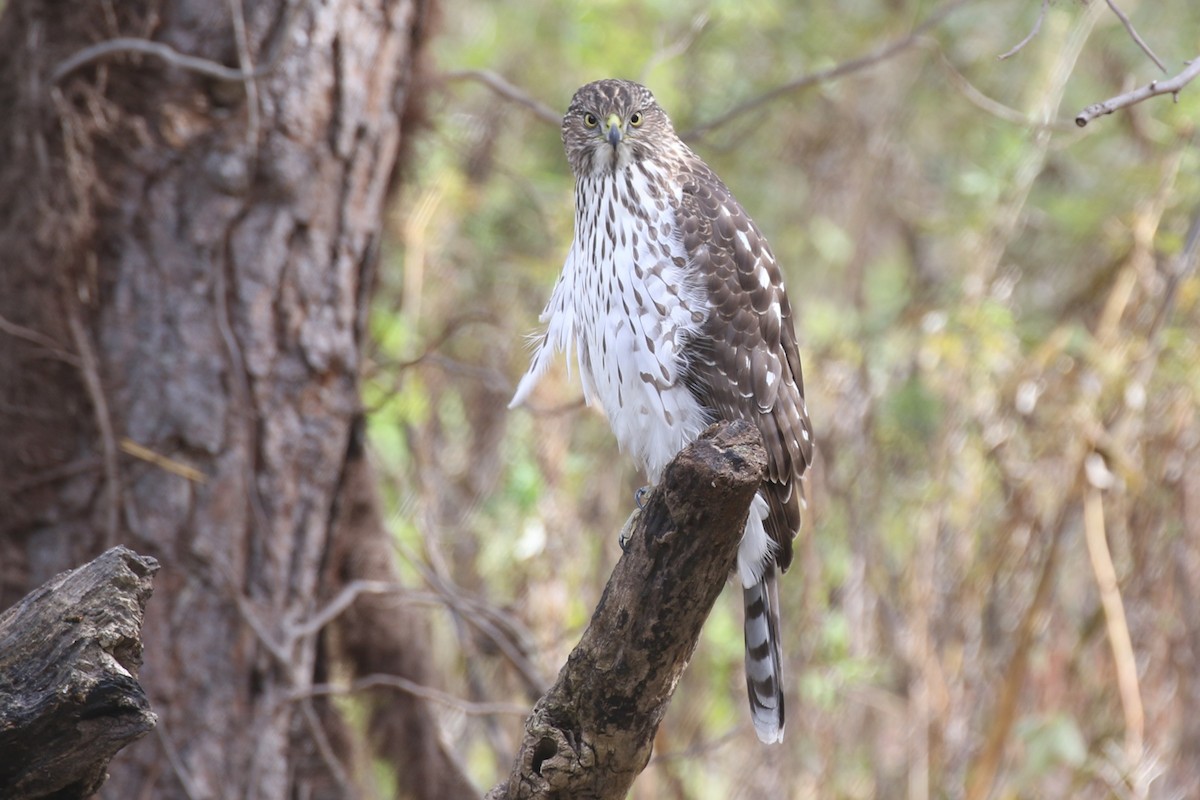 Куперов ястреб - ML644831747