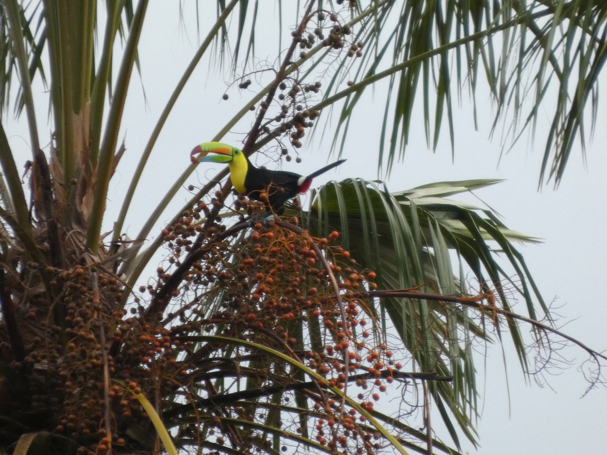 regnbuetukan - ML644831748