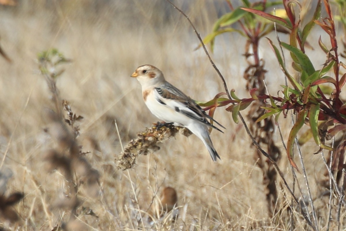 Пуночка - ML644831752