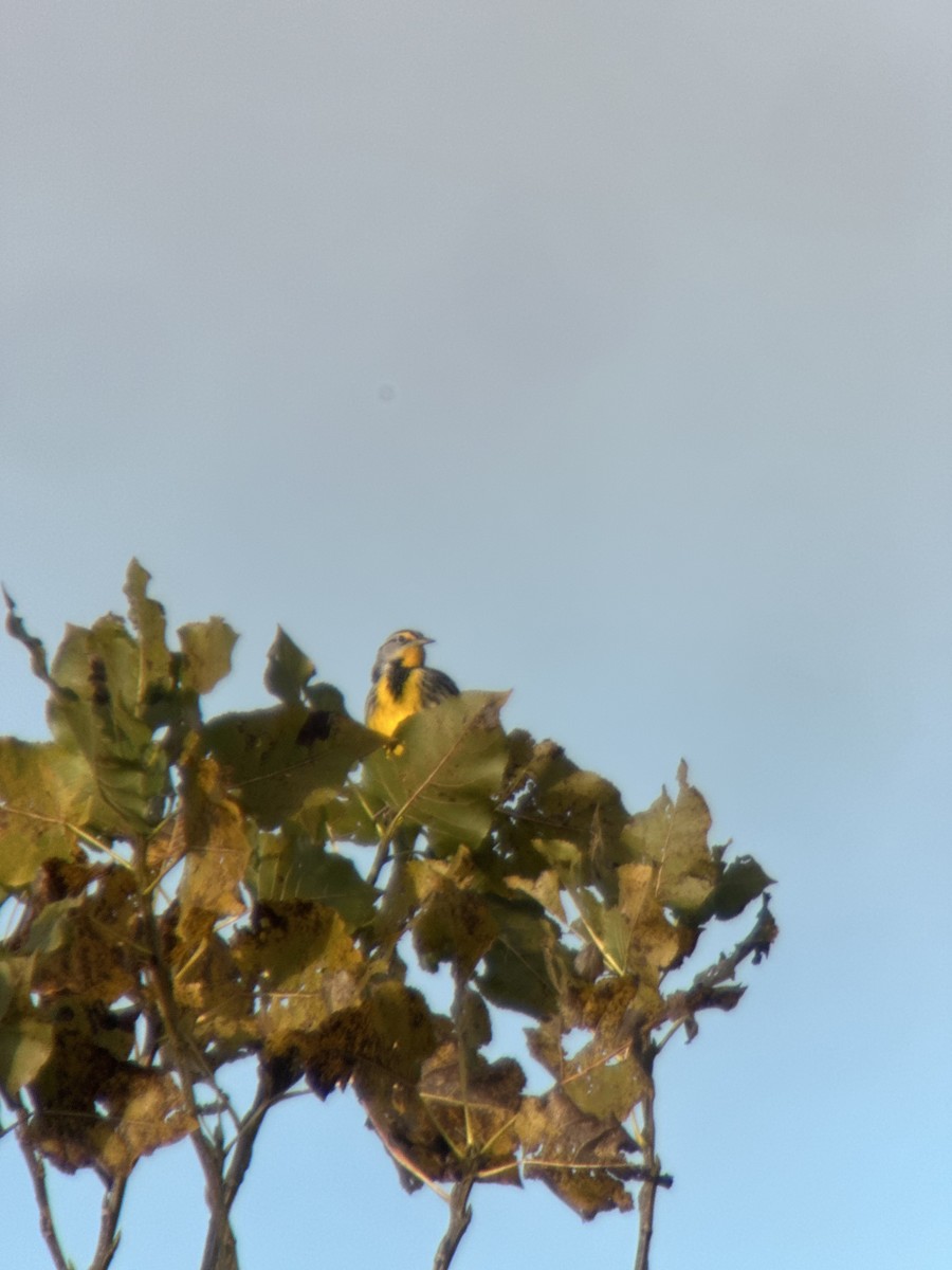 Eastern Meadowlark - ML644831767