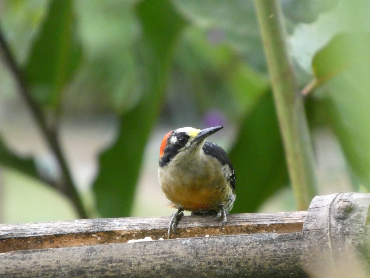 Black-cheeked Woodpecker - ML644831799