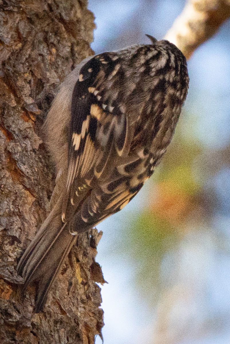 Американская пищуха - ML644831800