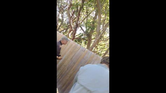 Віреон кубинський - ML644831807