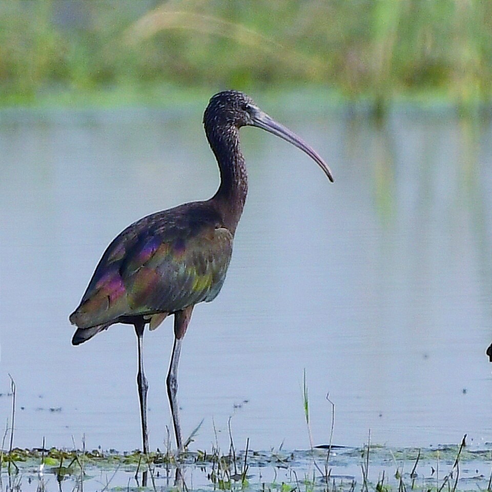 Glossy Ibis - ML644831822