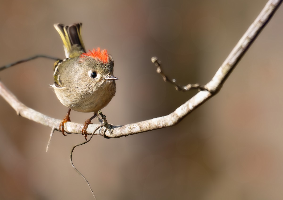 Ruby-crowned Kinglet - ML644831834