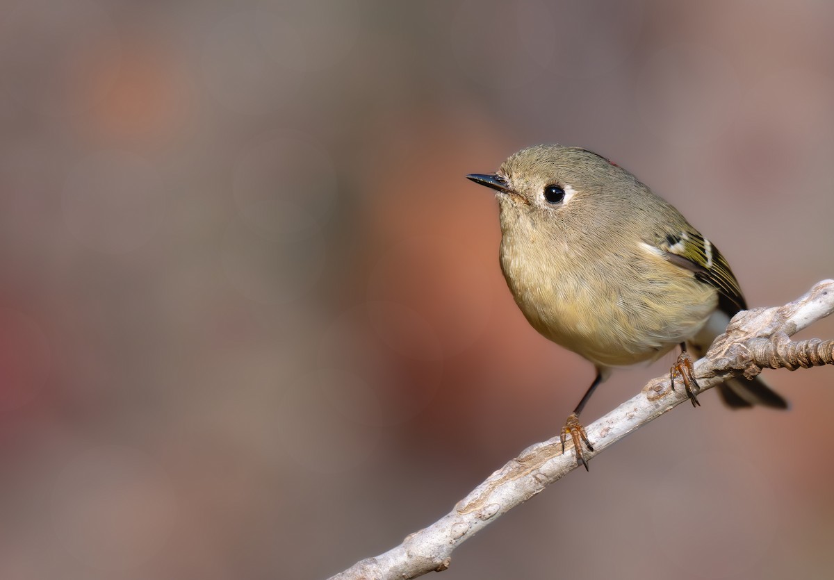 Ruby-crowned Kinglet - ML644831835