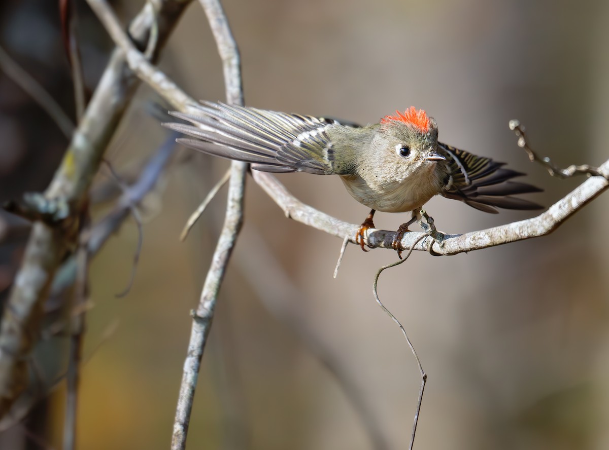 Ruby-crowned Kinglet - ML644831836