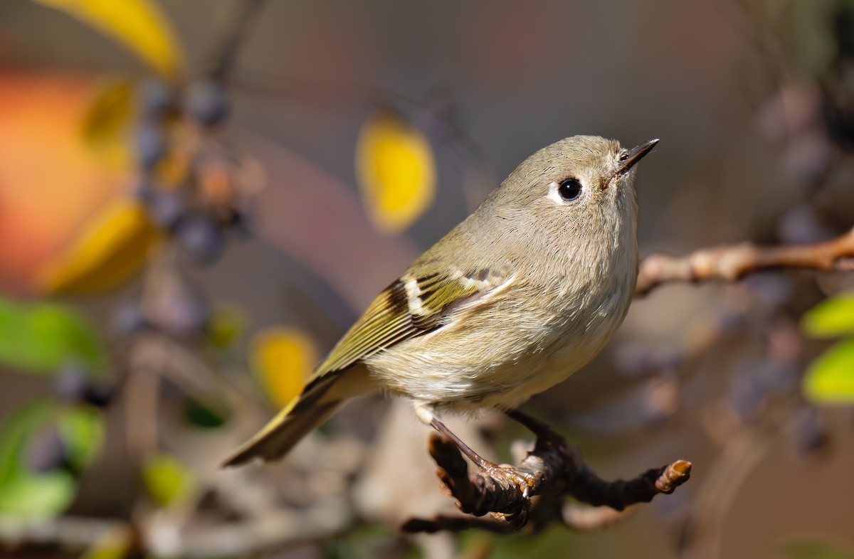 Ruby-crowned Kinglet - ML644831837