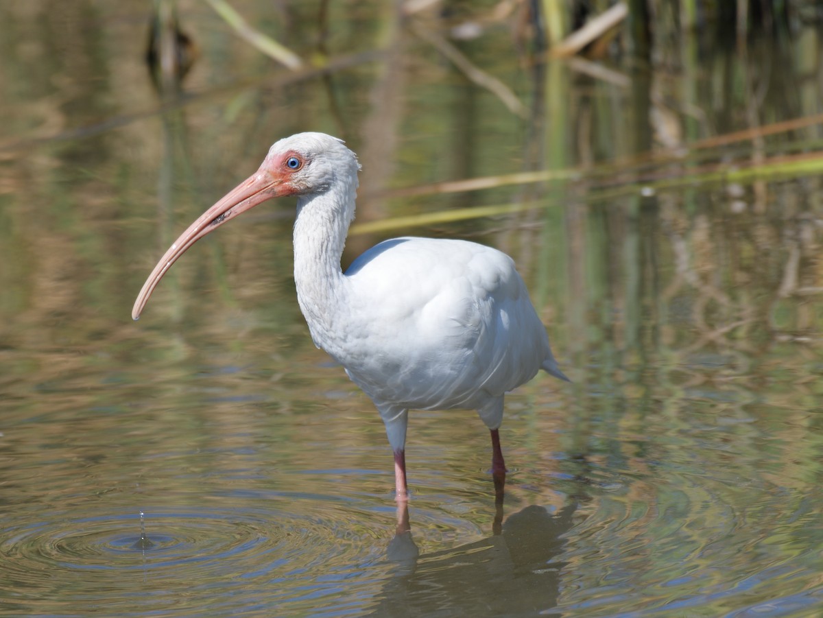 White Ibis - ML644831841
