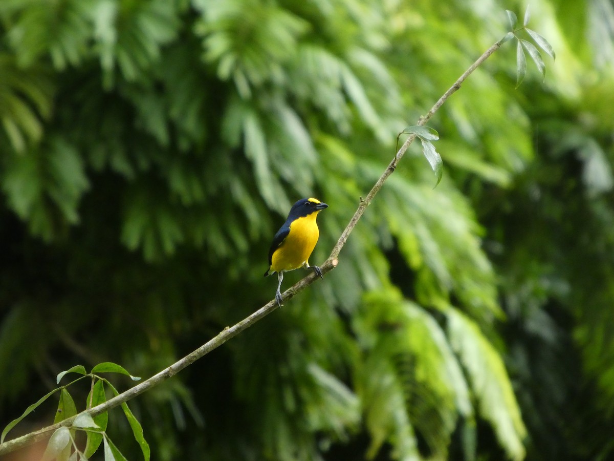 Yellow-throated Euphonia - ML644831845